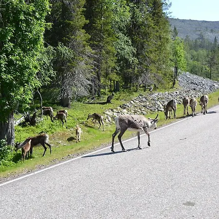 Ice Lapland I Ylläsjärvi